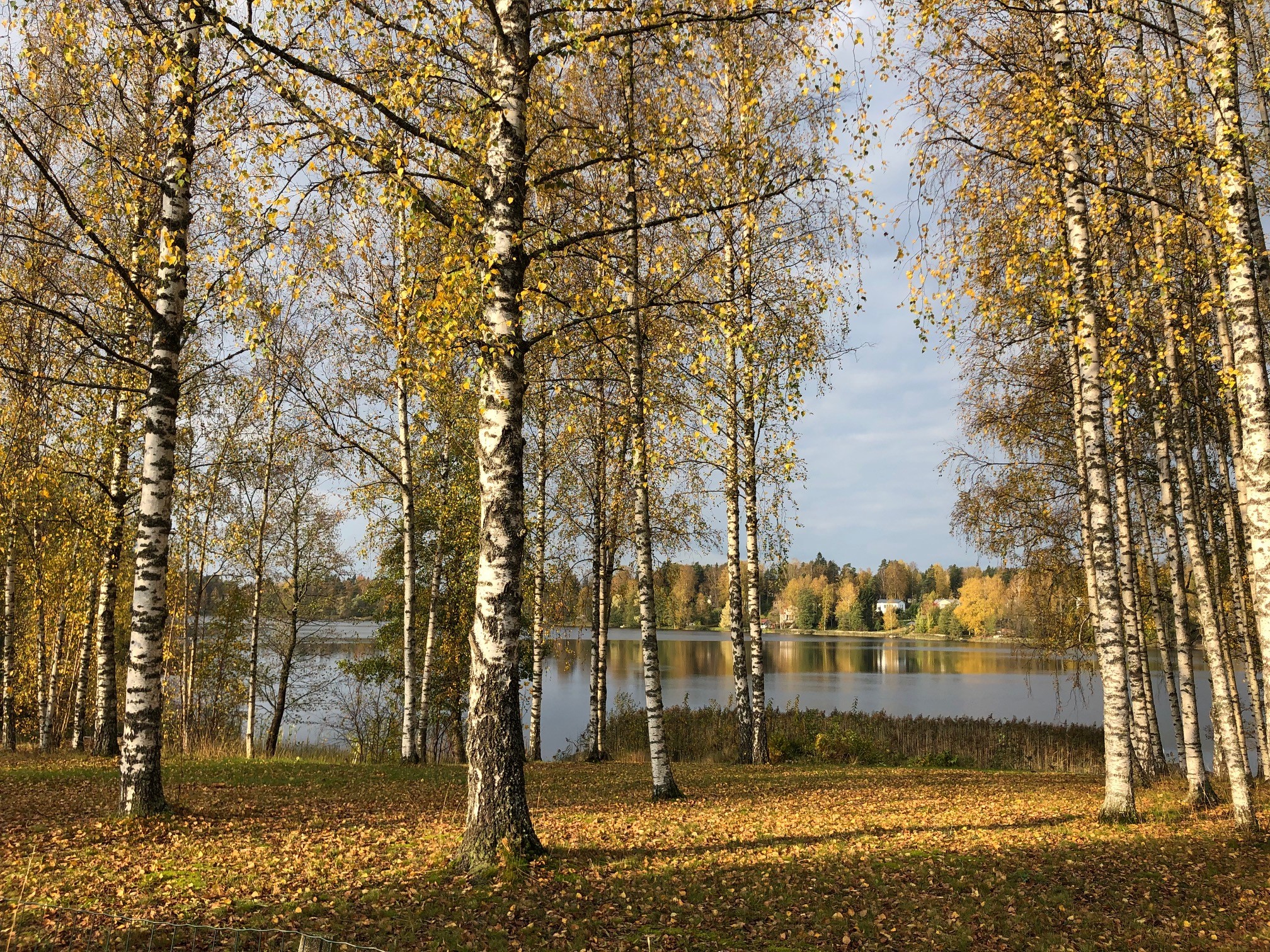 Syksyiset koivut ja järvimaisema.
