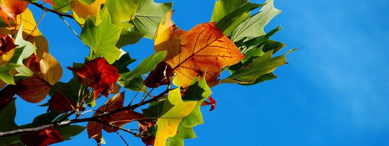 Puun lehdet syksyn väreissä ja sininen taivas.