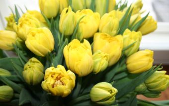 Keltainen tulppaanikimppu.