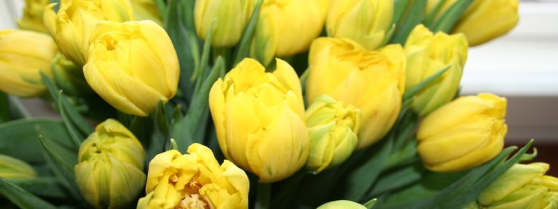 Keltainen tulppaanikimppu.