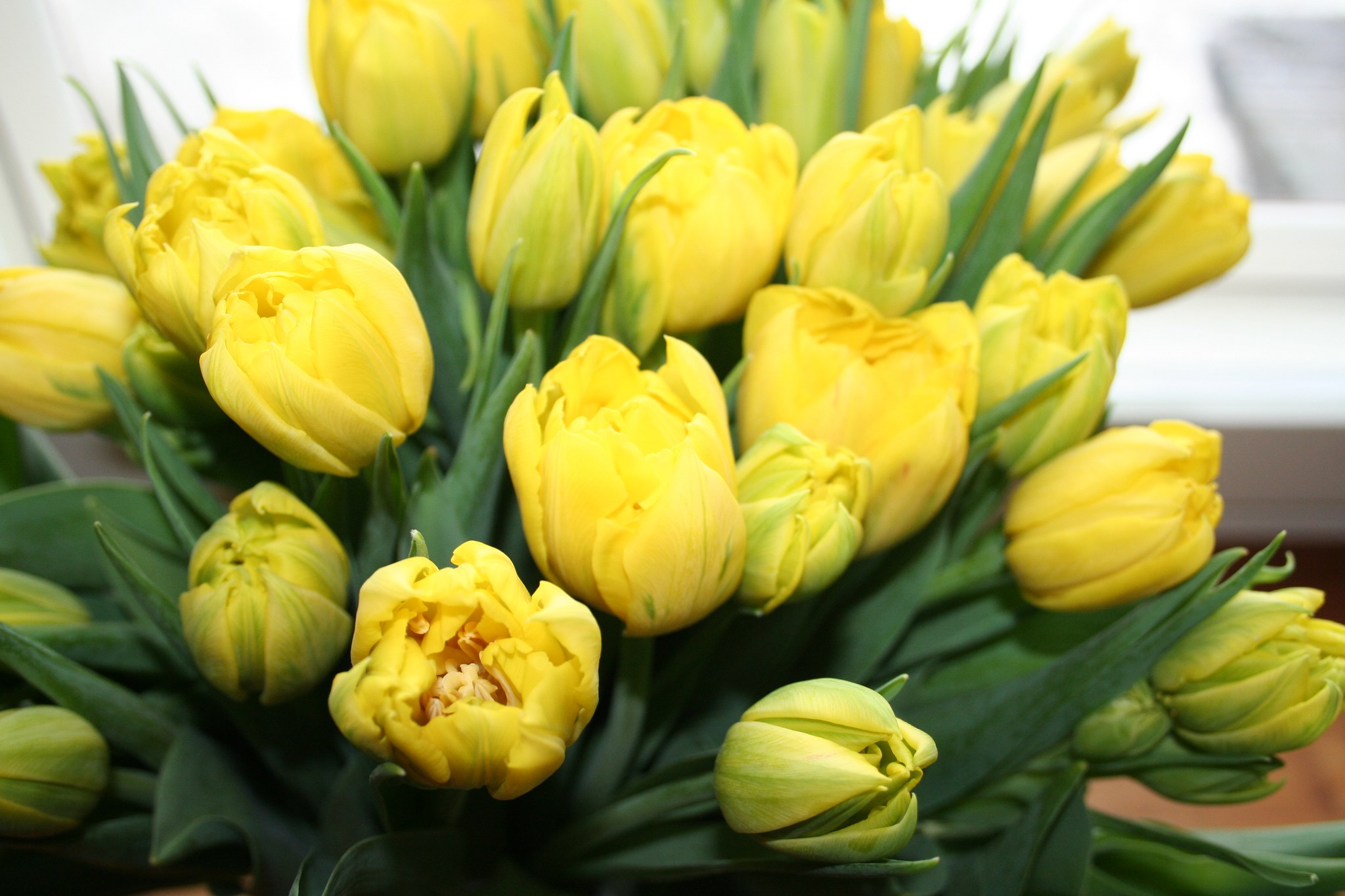 Keltainen tulppaanikimppu.