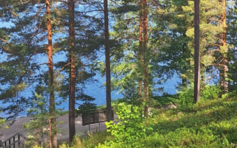 Havumetsä järven rannalla