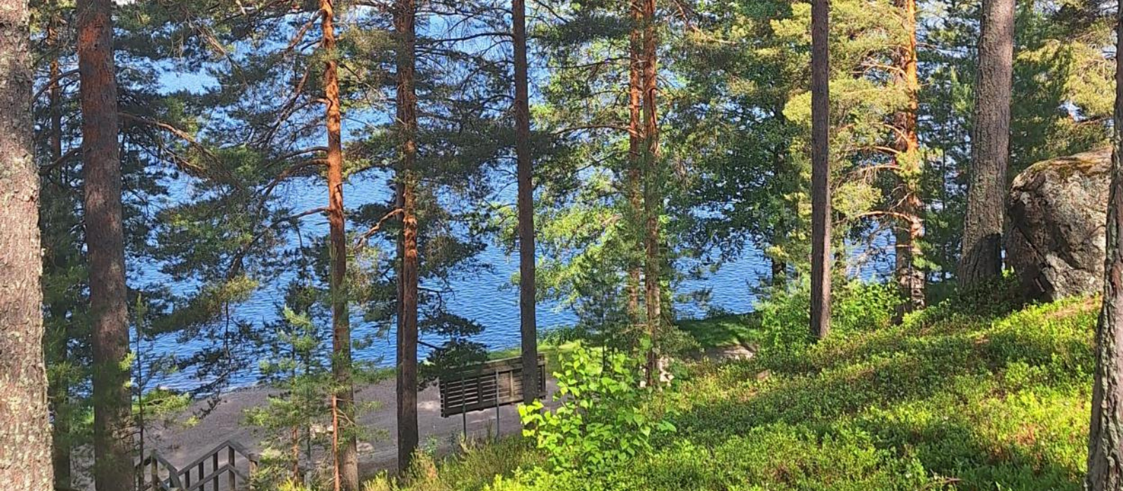 Havumetsä järven rannalla